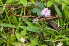 cache/Bildergalerien//Karibische Inseln/Pflanzen/Mimose-3_Mimosa-pudica.jpg